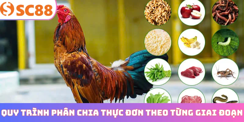 Quy trình phân chia thực đơn theo từng giai đoạn