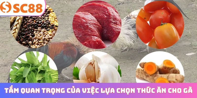 Tầm quan trọng của việc lựa chọn thức ăn cho gà đá